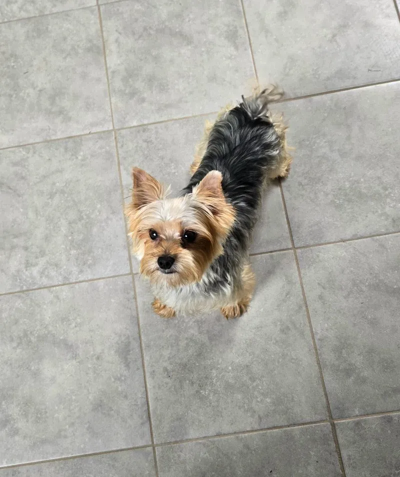 Puppy Name: Lucy