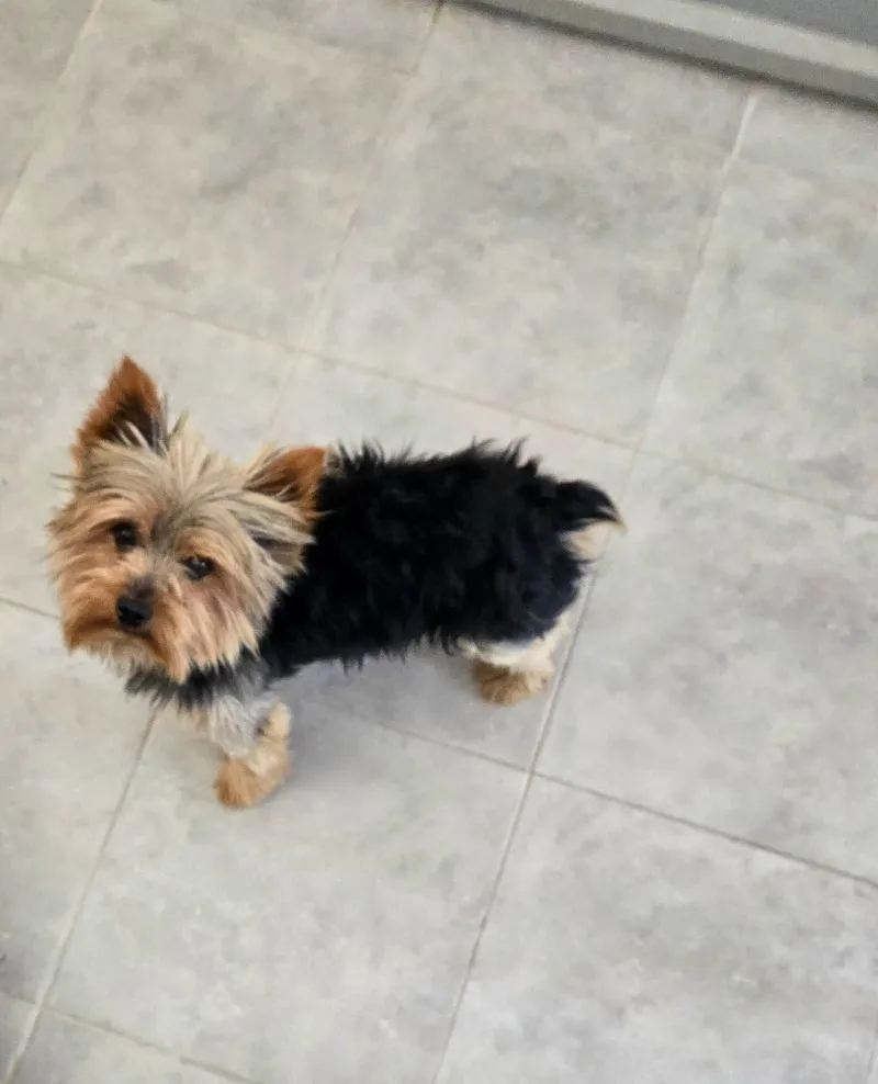 Puppy Name: Benny