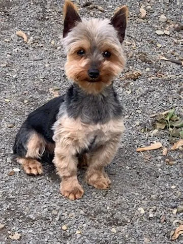 Benny