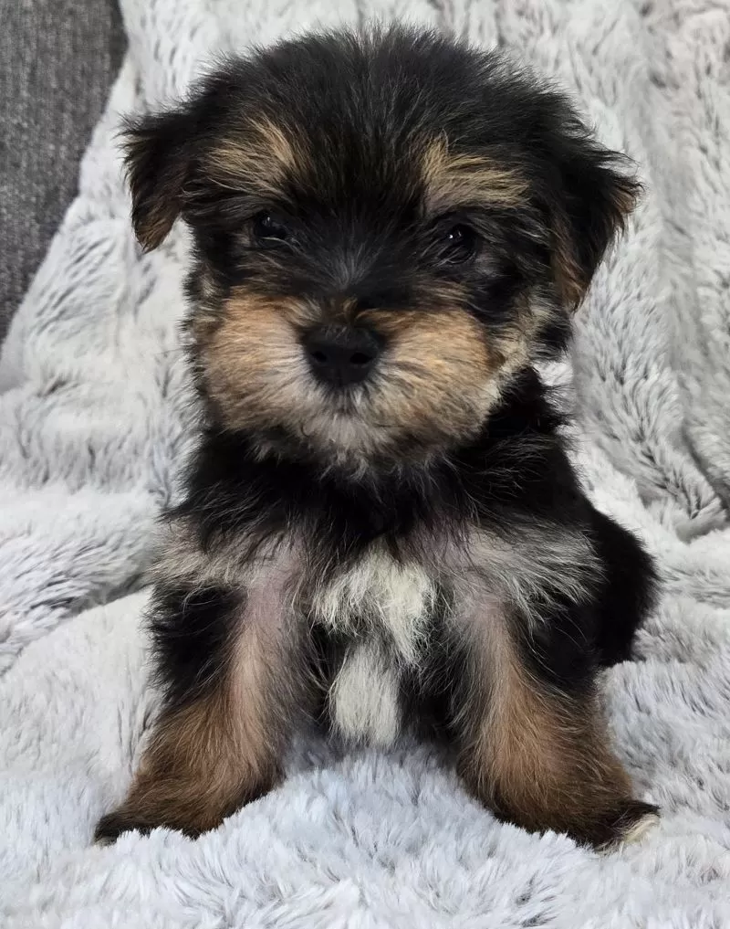 Puppy Name: Teddy