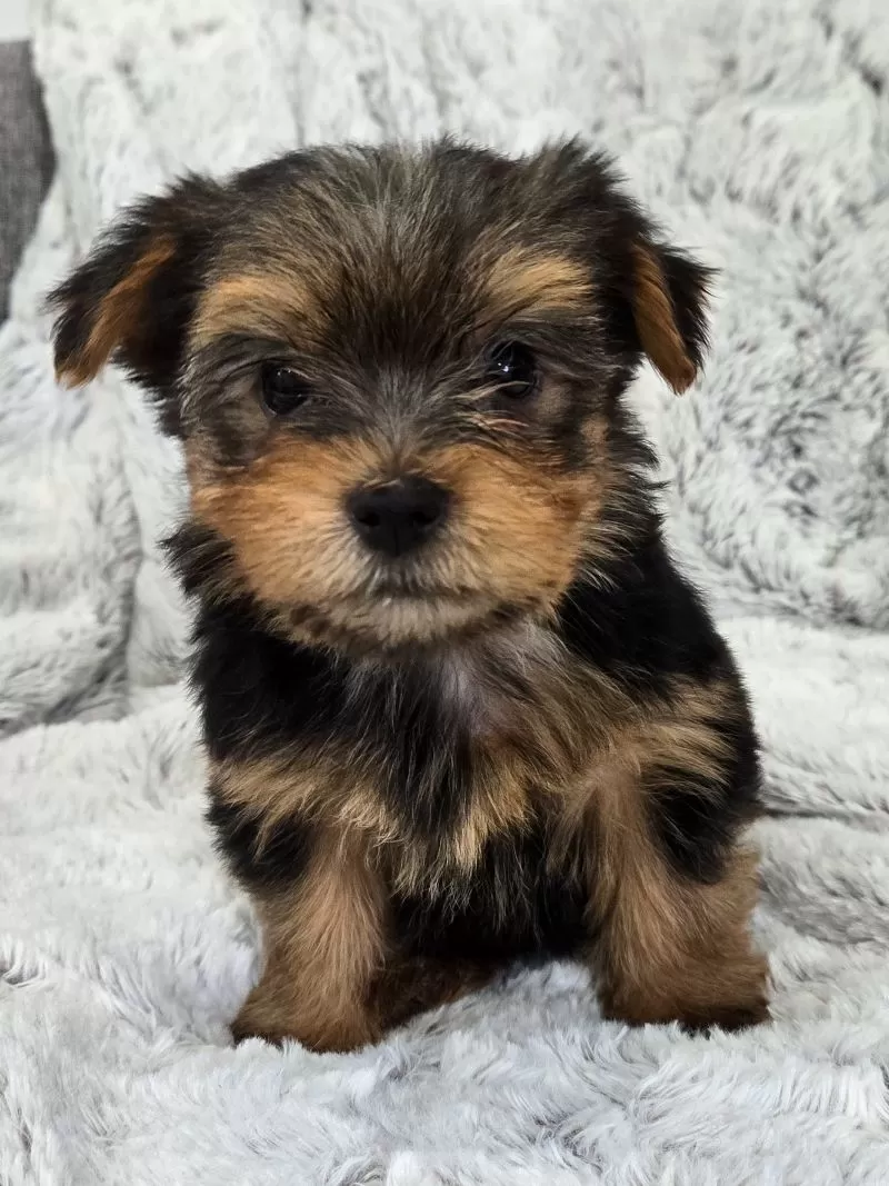 Puppy Name: Tina