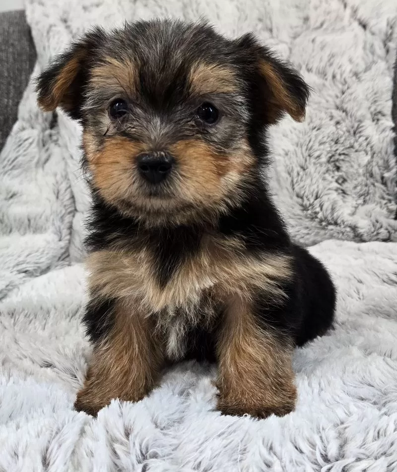 Puppy Name: Trixie