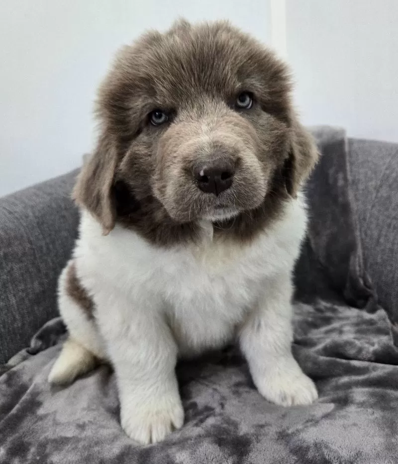 Puppy Name: Chance