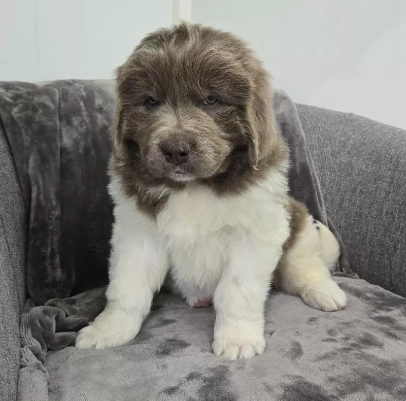 Puppy Name: Chloe