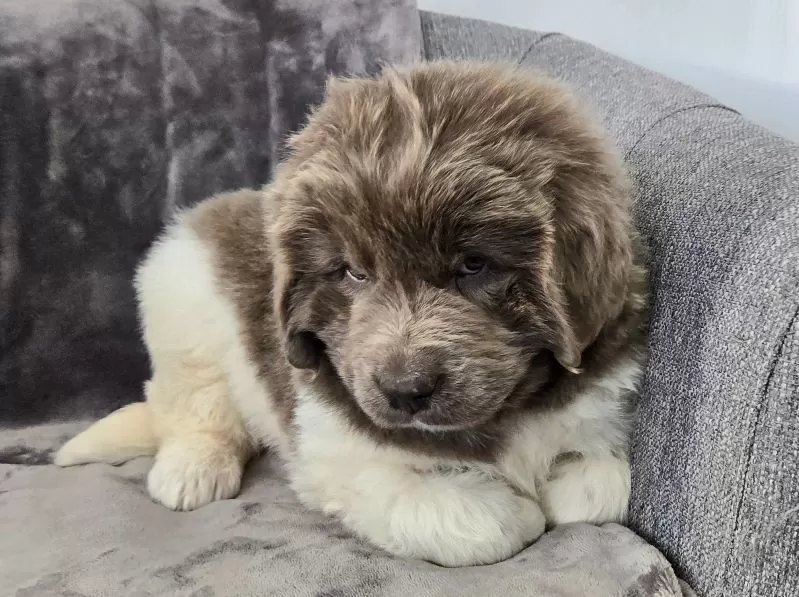 Chloe