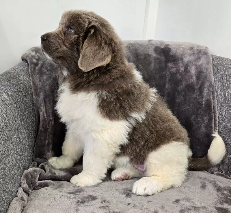 Chloe