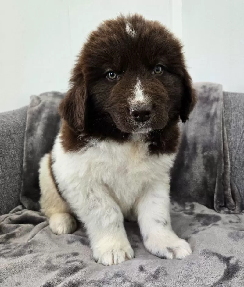 Puppy Name: Charlie