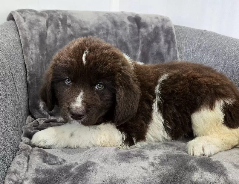 Charlie