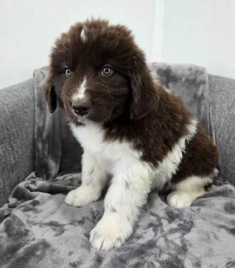 Charlie