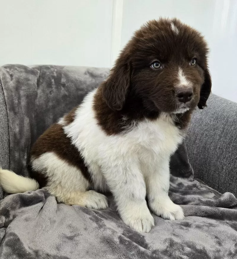 Charlie
