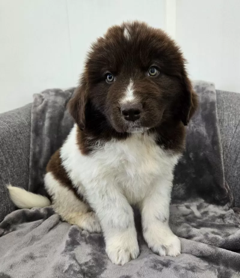 Charlie