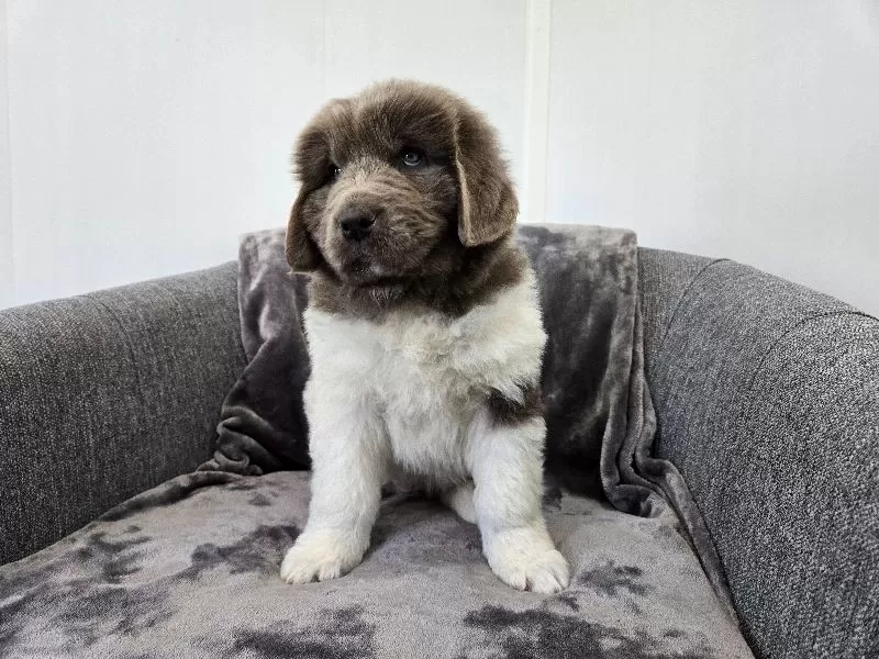 Puppy Name: Charlotte