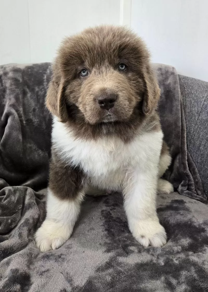 Puppy Name: Cooper