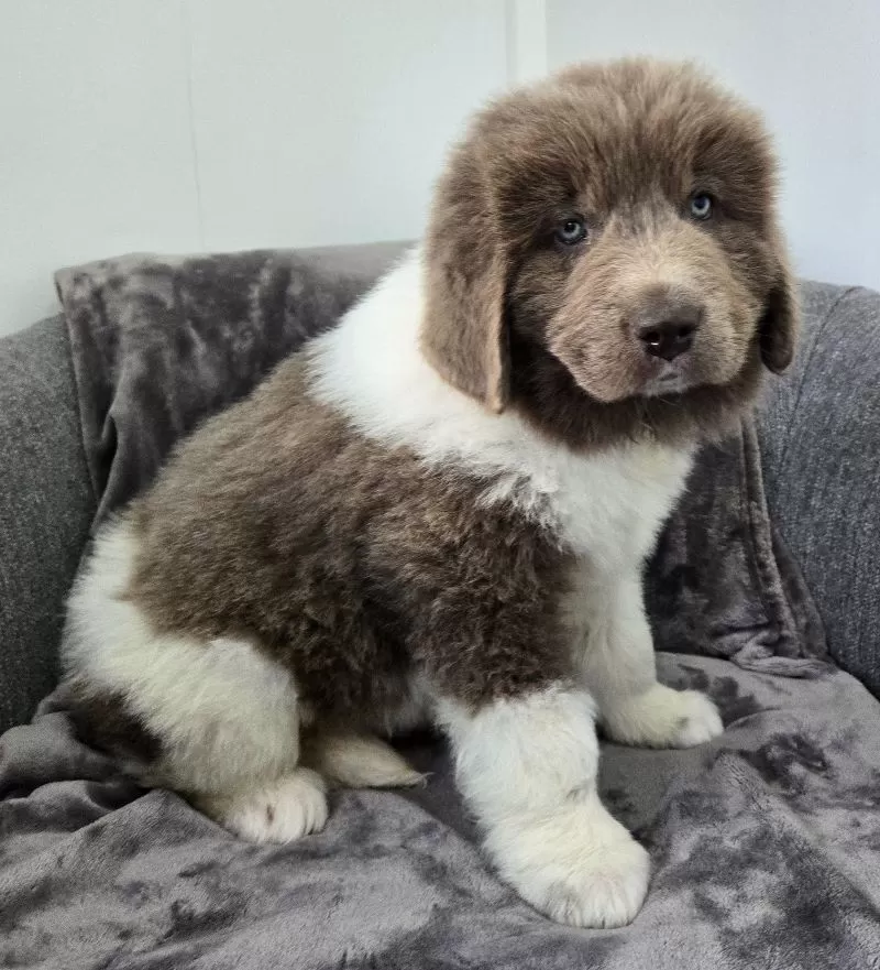 Cooper