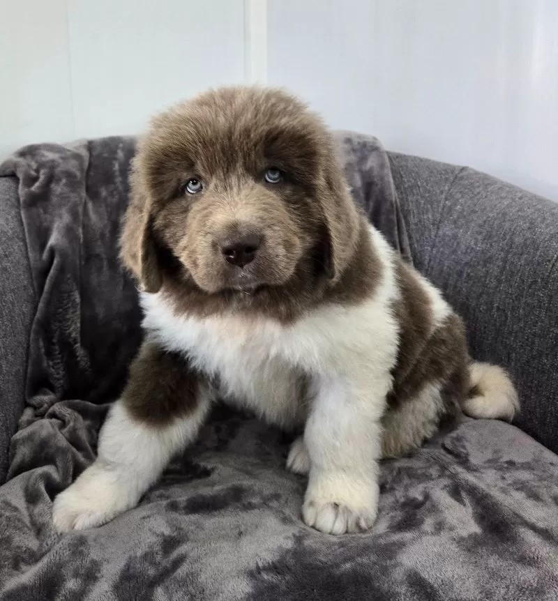 Cooper