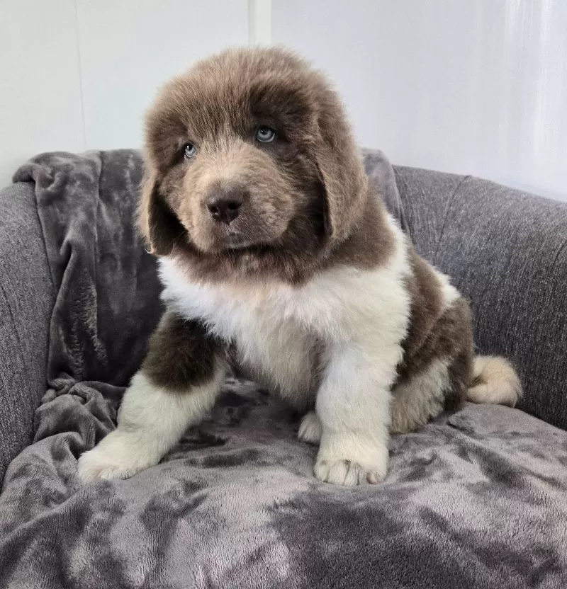 Cooper