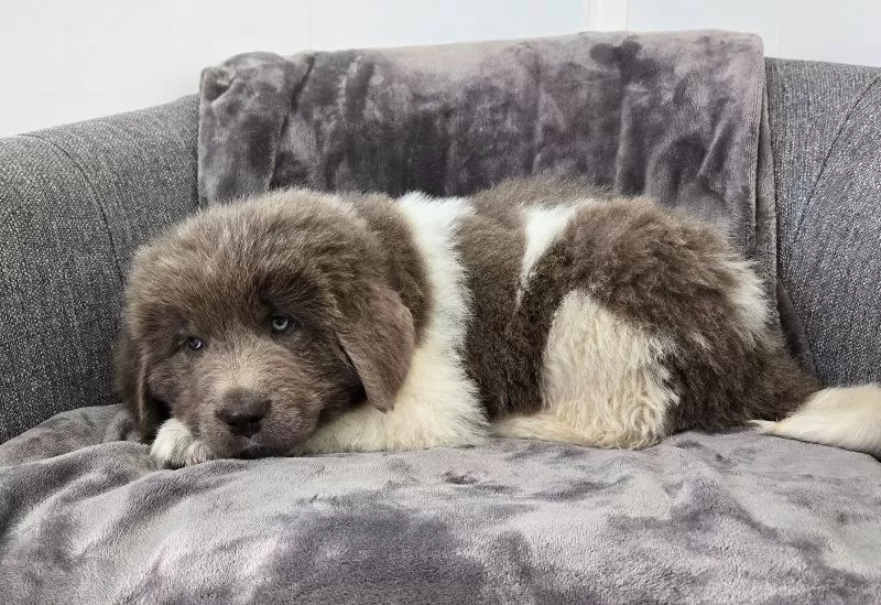 Cooper
