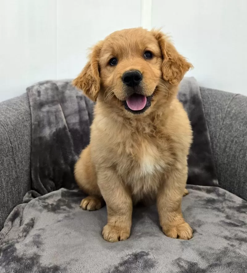 Puppy Name: Ace