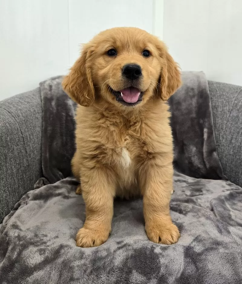 Puppy Name: Arlo