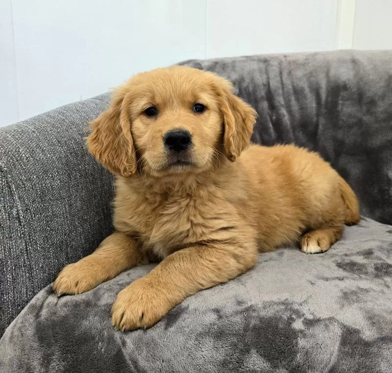Arlo