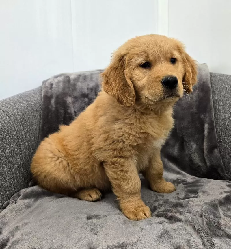 Arlo
