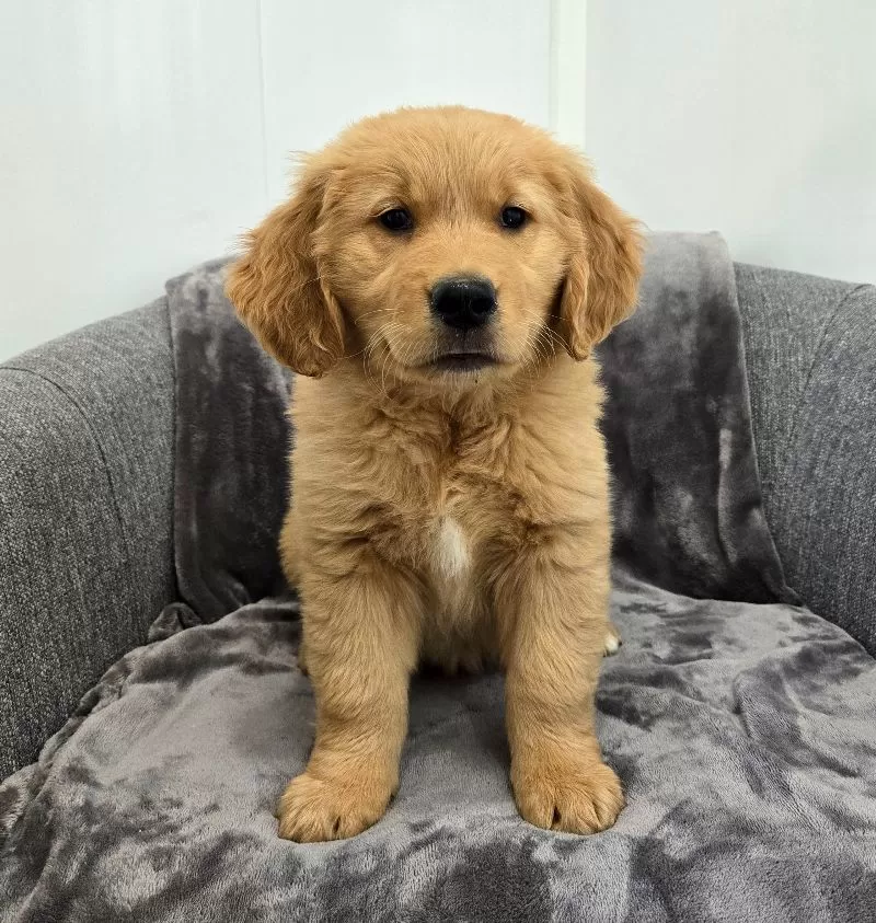 Arlo