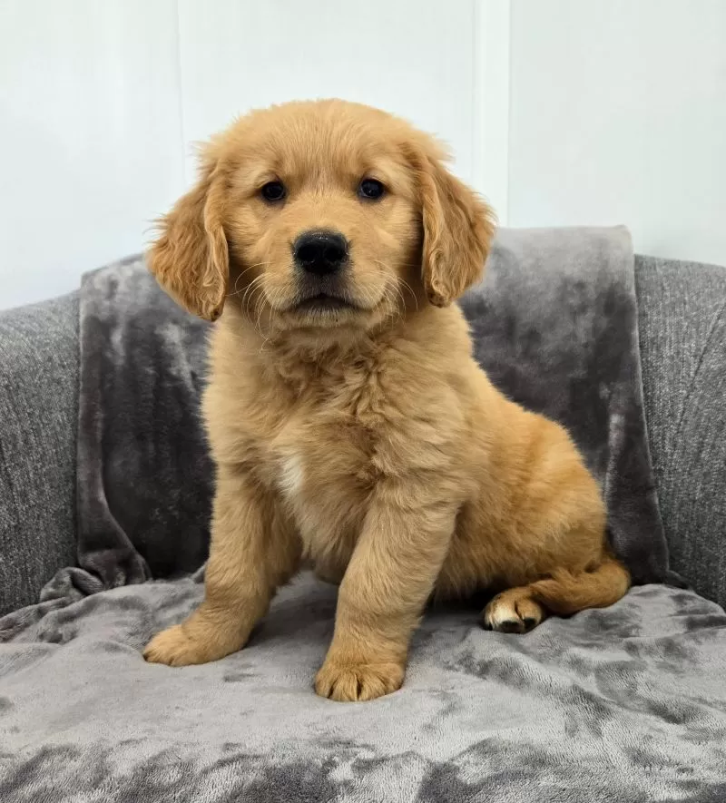 Arlo