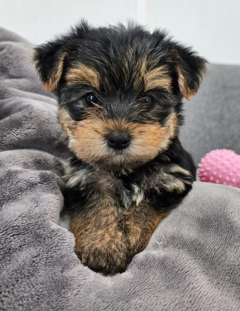 Puppy Name: Daisy