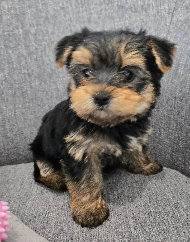 Daisy