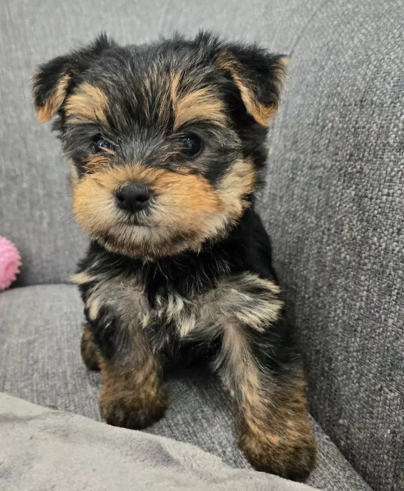 Daisy