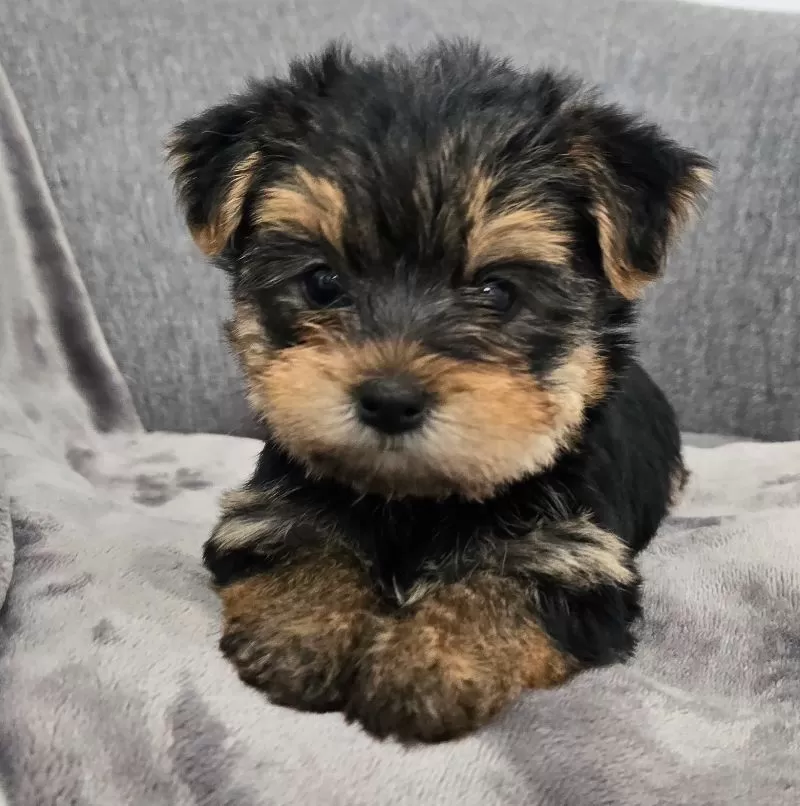 Daisy