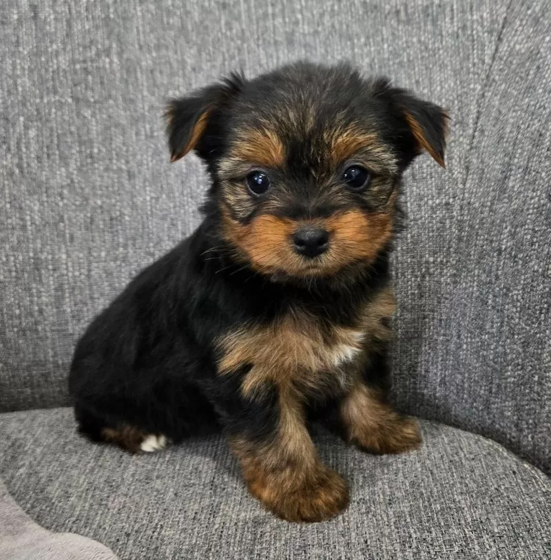 Puppy Name: Darla