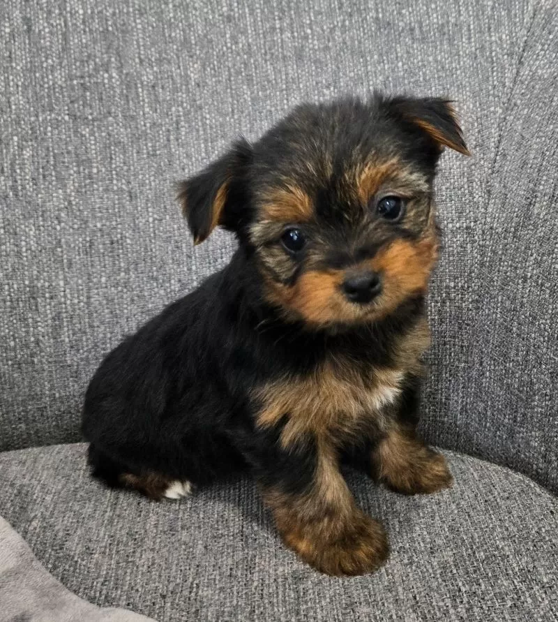 Darla