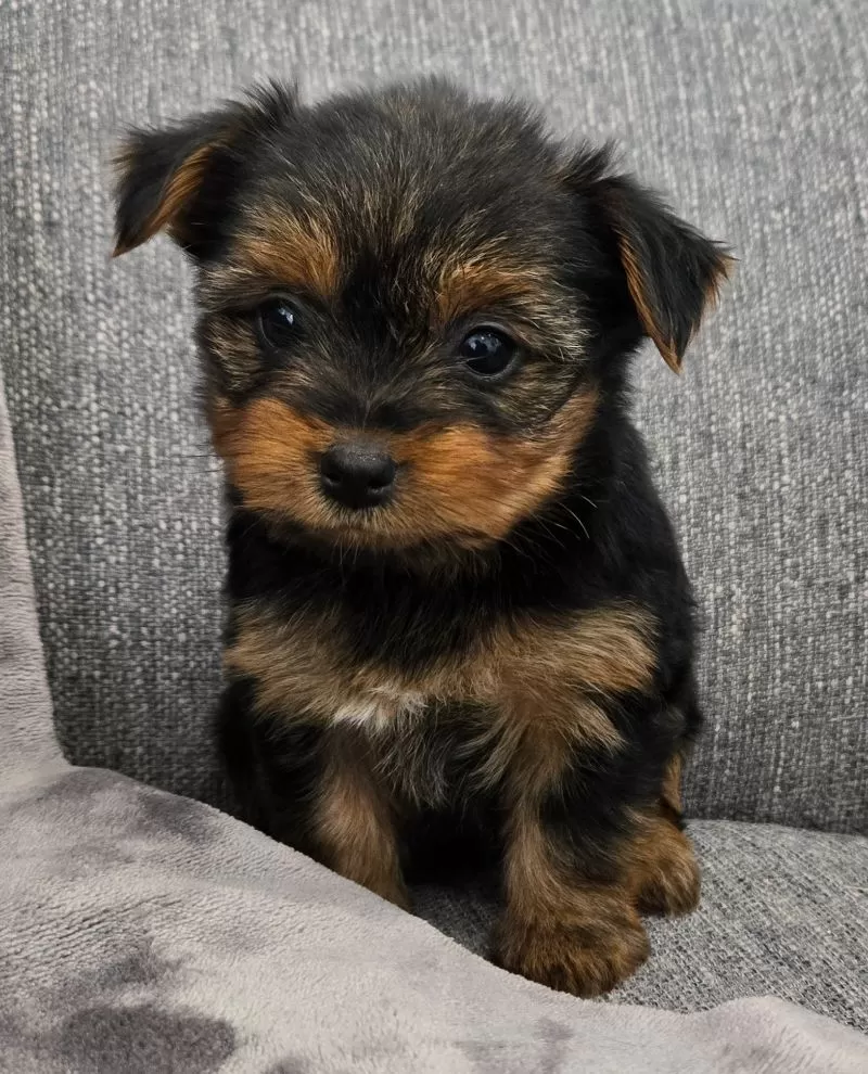 Darla