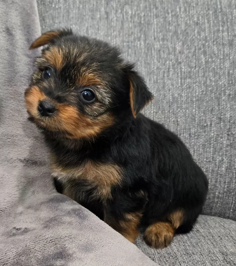 Darla