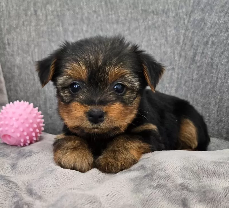 Darla