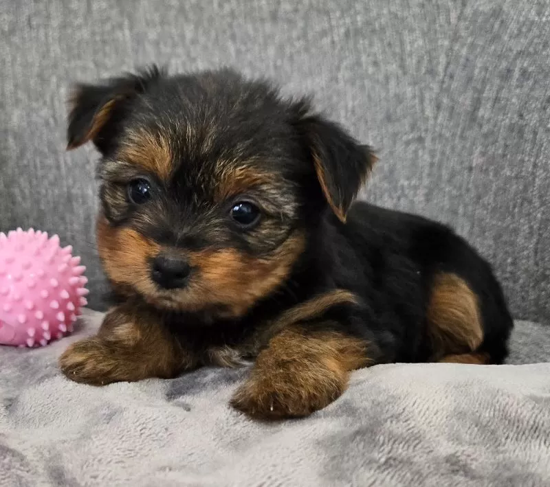 Darla