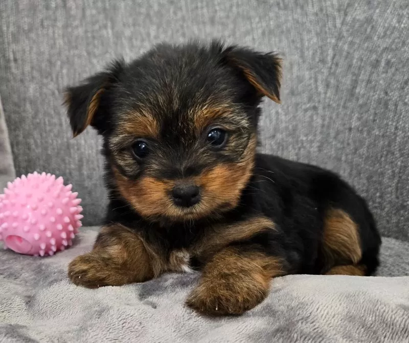 Darla