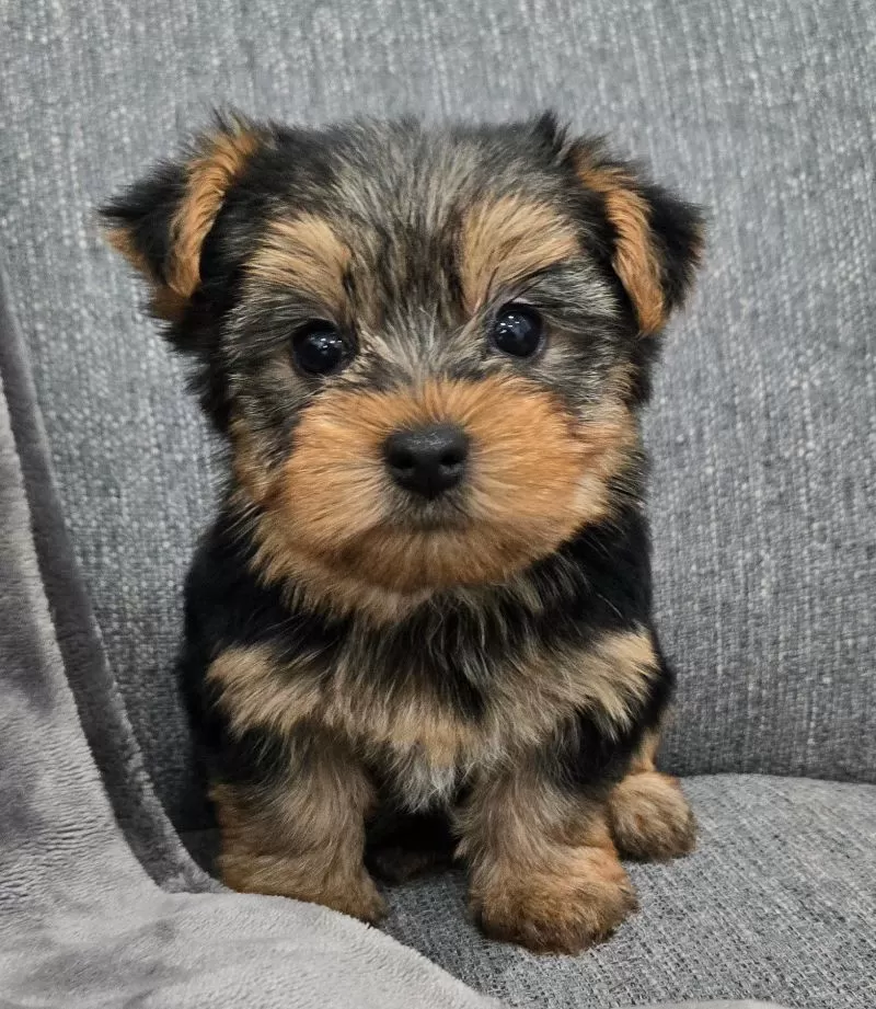 Puppy Name: Destiny