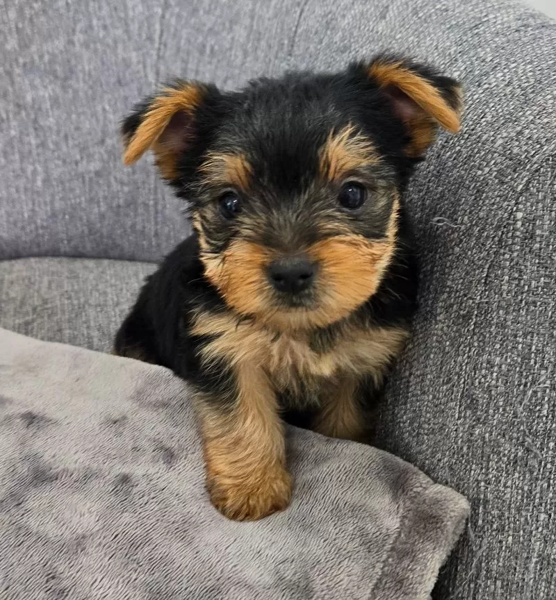 Puppy Name: Darcy