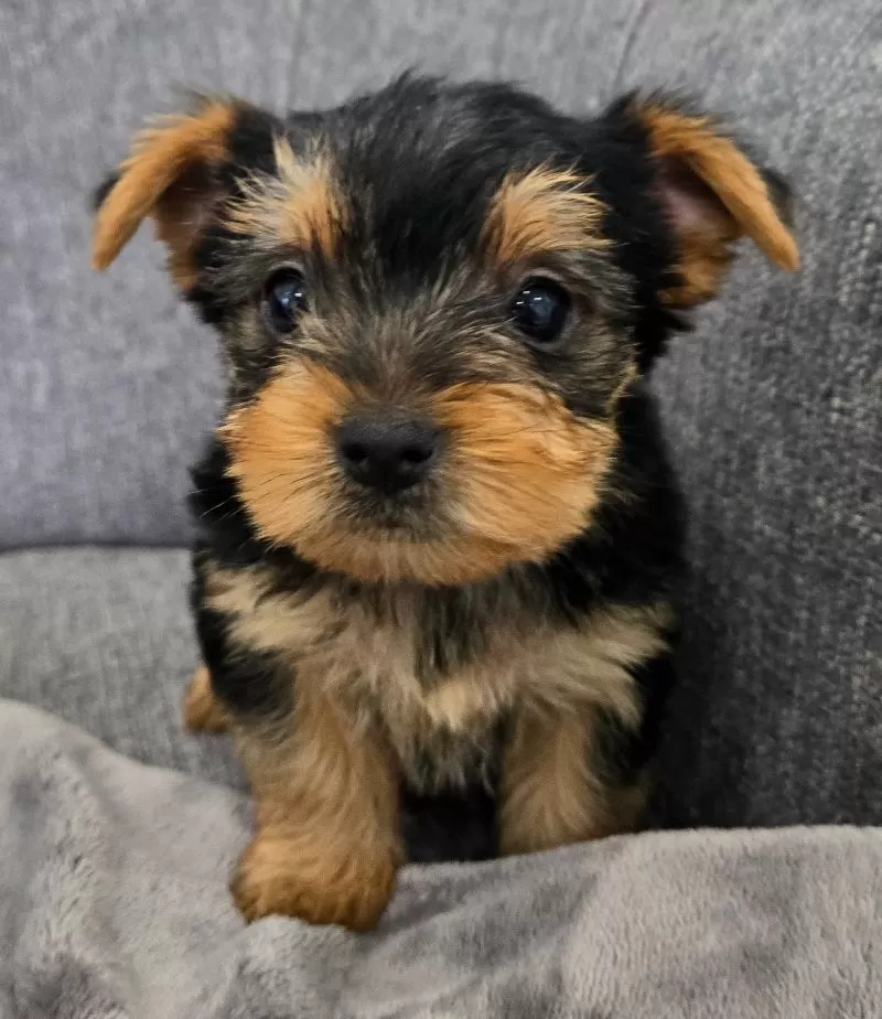 Darcy