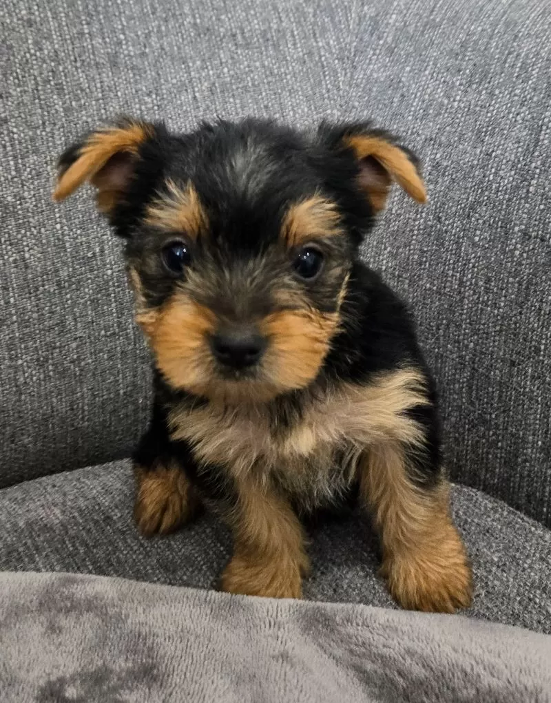 Darcy
