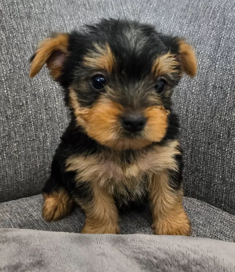 Darcy