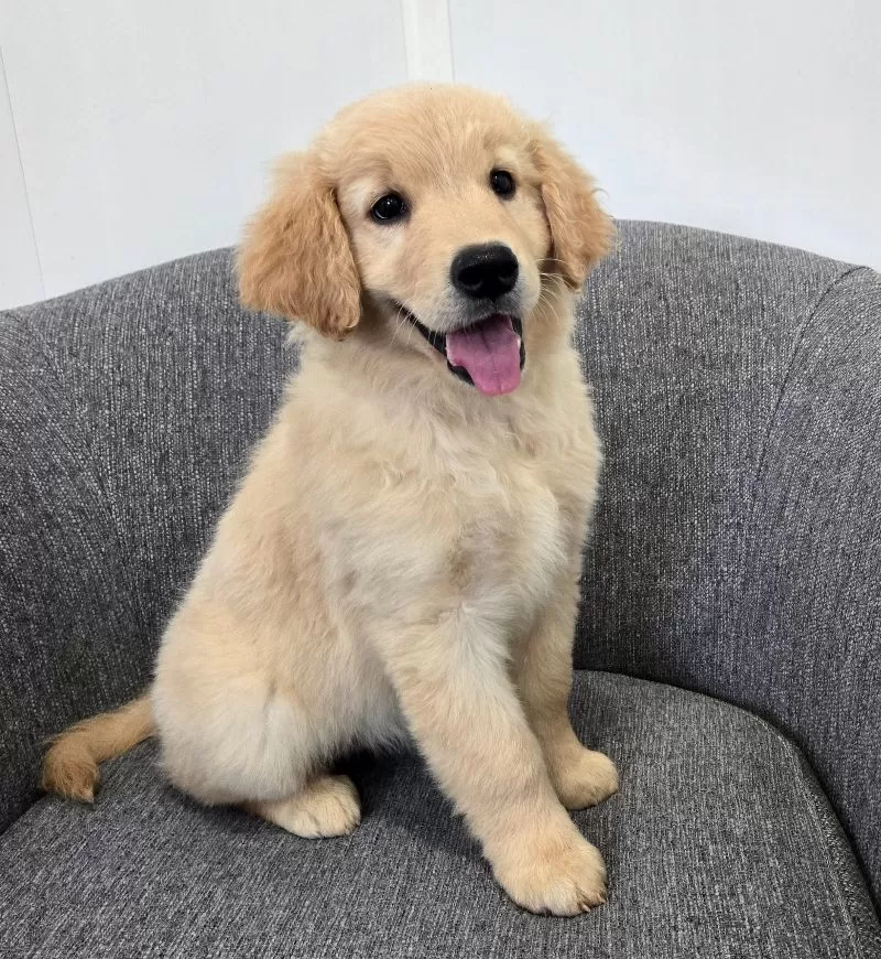 Chloe