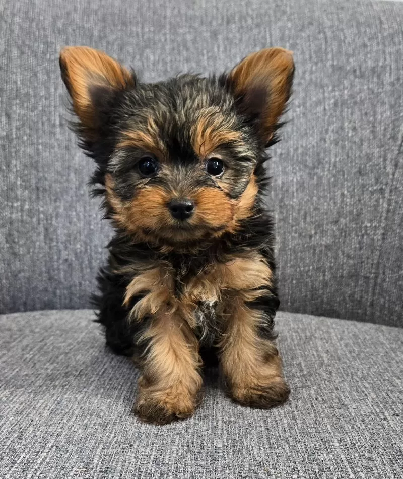 Puppy Name: Delilah