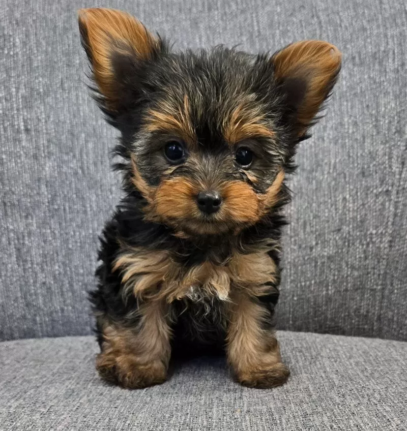 Delilah