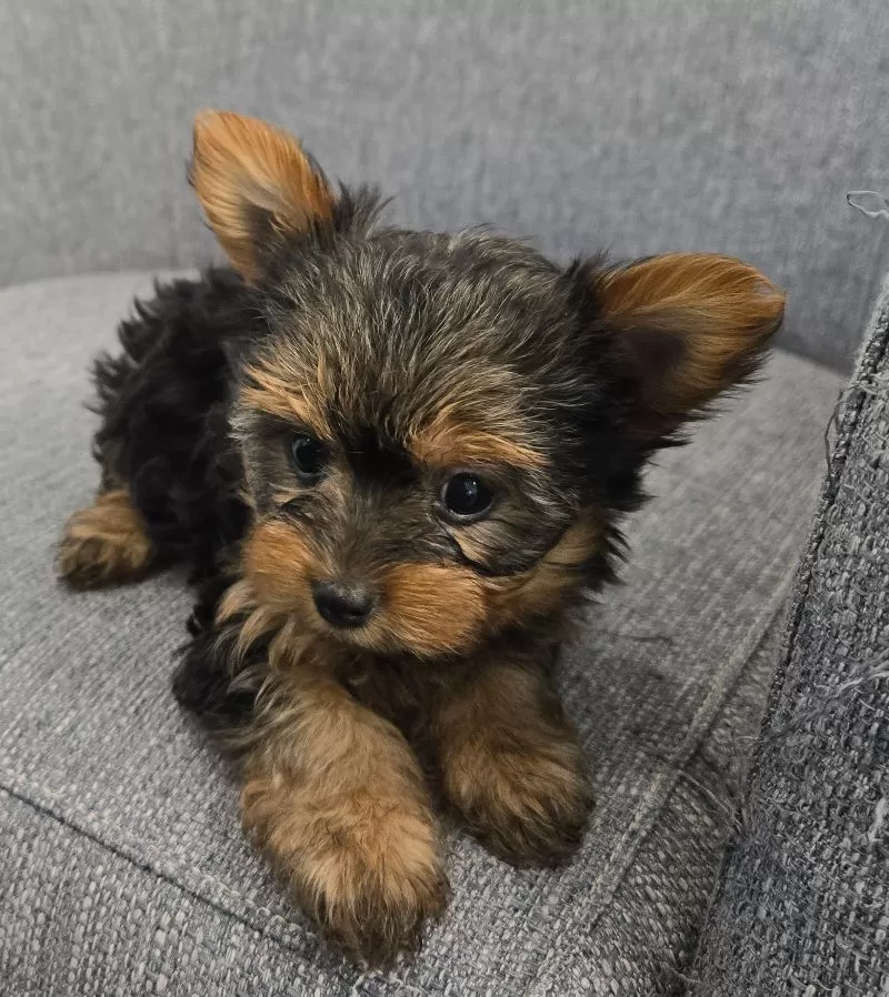 Delilah