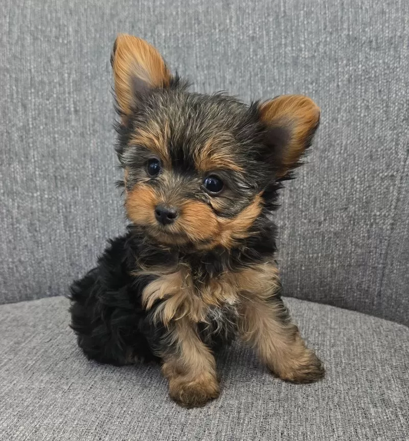 Delilah
