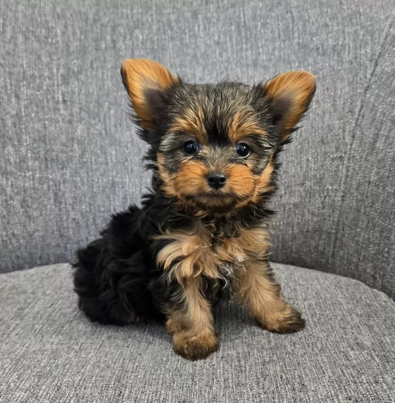 Delilah