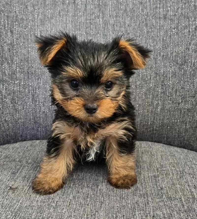 Puppy Name: Dakota